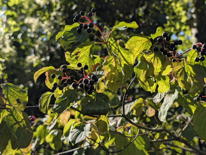 ... als auch das Pixel 11 Pro XL gute Bilder. (Bild: Tobias Költzsch/Golem)